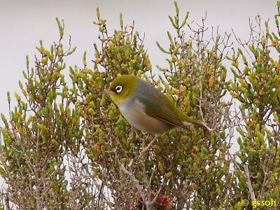 SILVEREYE (GREY-BACKED SILVEREYE)