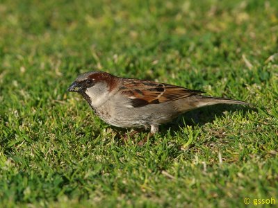 HOUSE SPARROW