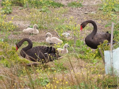 BLACK SWAN