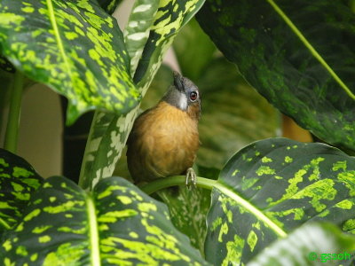 GREY THROATED BABBLER