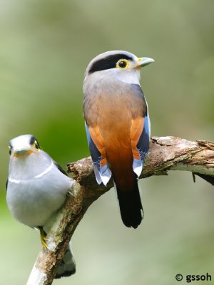 SILVER-BREASTED BROADBILL
