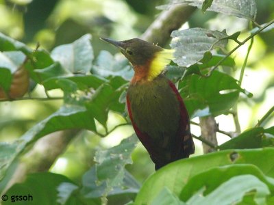 CHECKER THROATED WOODPECKER