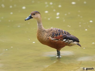 WANDERING WHISTLING-DUCK