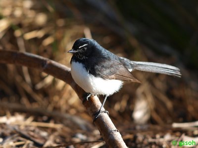 WILLIE WAGTAIL