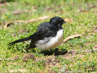 WILLIE WAGTAIL