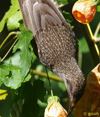 LITTLE WATTLEBIRD