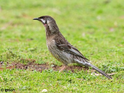 RED WATTLEBIRD