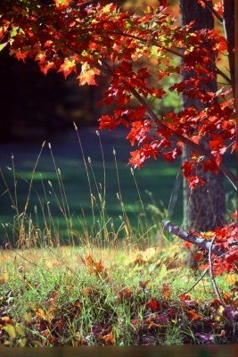 Timothy and Maple fall leaves xx.jpg
