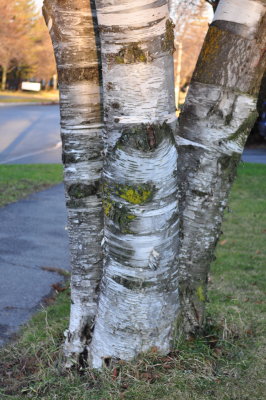3 - White Birch