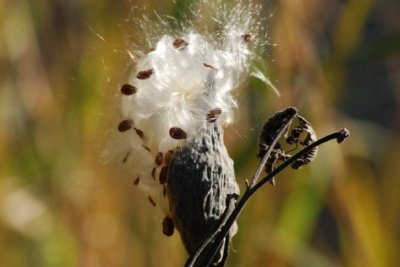 milkweed.jpg