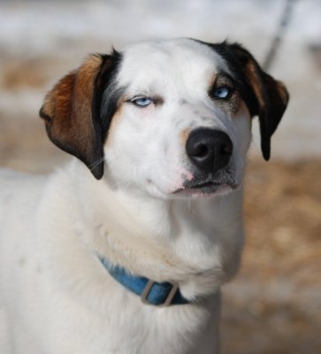 Timberland dog.jpg