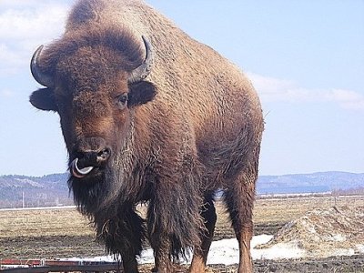 buffalo.jpg