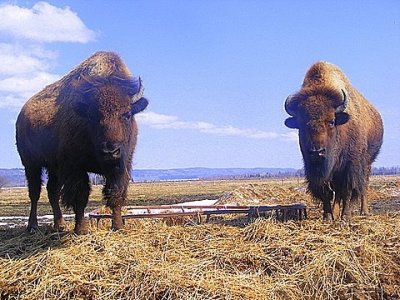 buffalo1.jpg