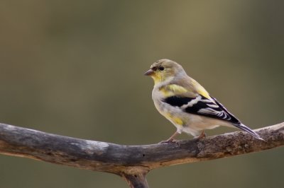 Female Goldfinch