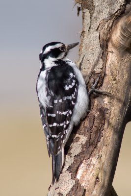 Hairy Woodpecker (female)