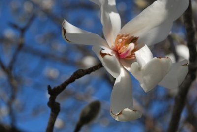 magnoliaDSC_0290.jpg