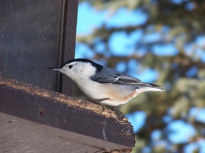 nuthatch.jpg