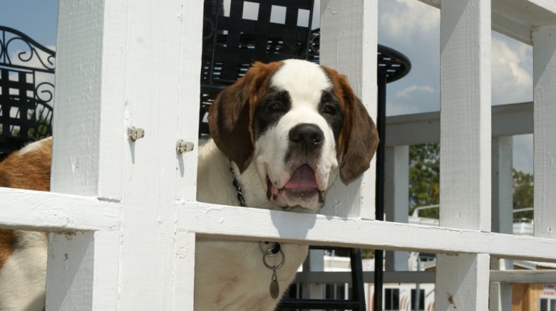 Watch Dog of the Pier!