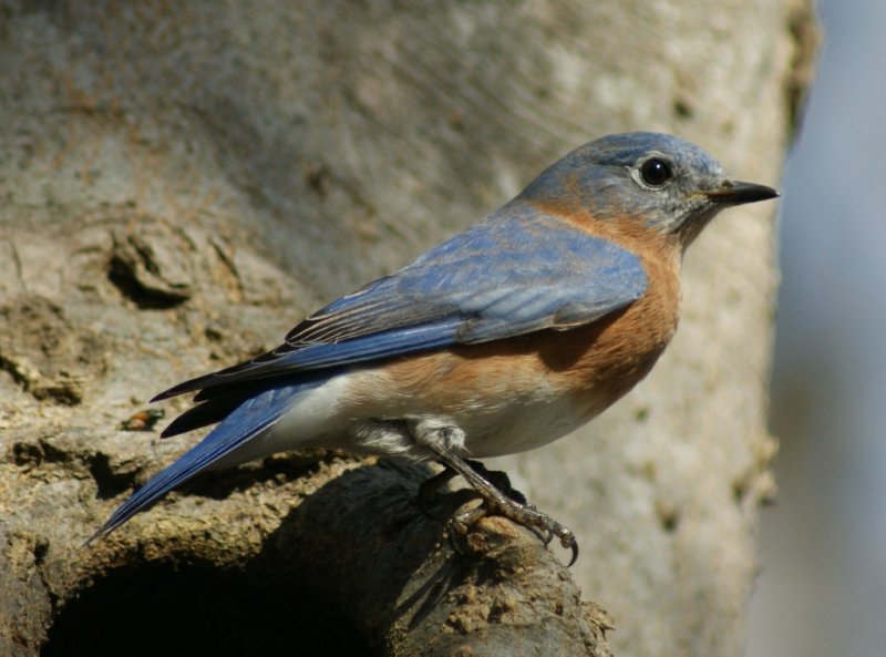 Male Bluebird