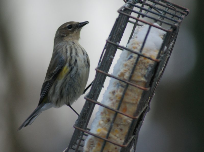 Yellow Rumped Warbler