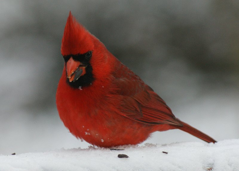 cardinal