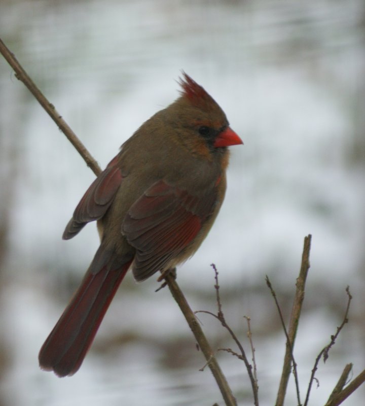 female cardinal