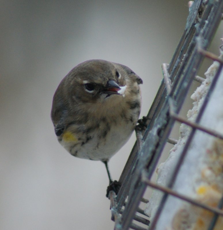 Yellow Rumped Warbler