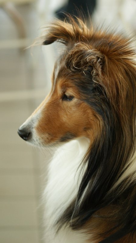 Remington