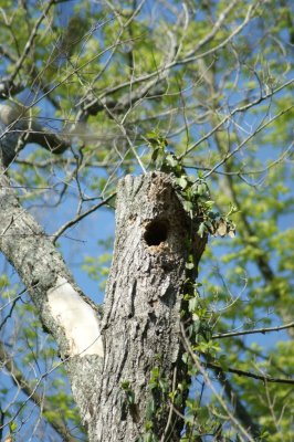 natural birdhouse 3.jpg