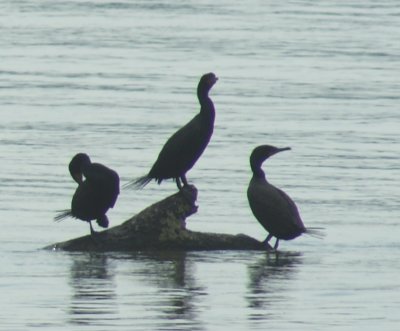 cormorants2.jpg