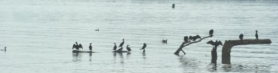 cormorants4.jpg