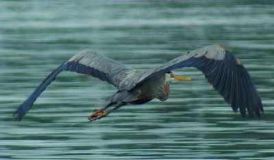 heron in flight1.jpg