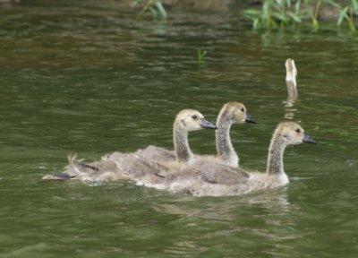 Young Canada Geese