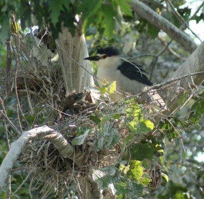 night heron nest3.JPG