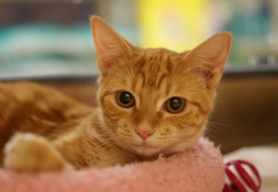 Ginger