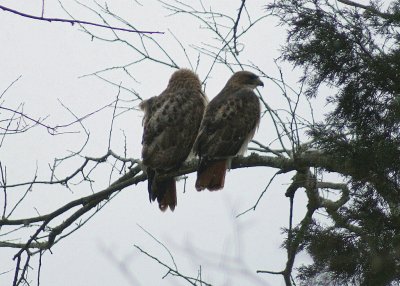 Pair of Hawks