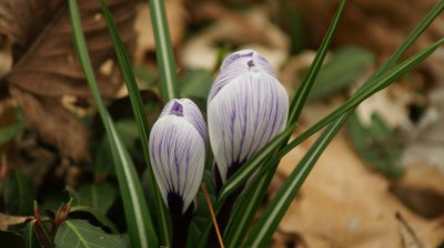 Spring 2010