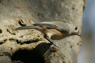 Female Bluebird