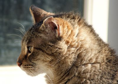 day kitty1.jpg