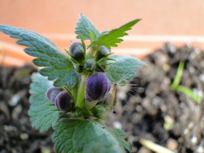 purple flower.jpg