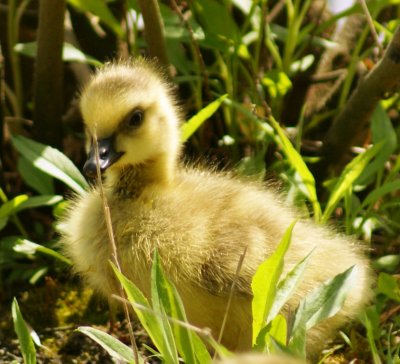 baby goose 2010