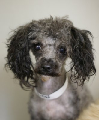 You'd be sad if they shaved all your hair too!