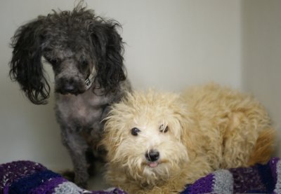 Sort of groomed and not groomed