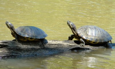 turtles sunning.jpg