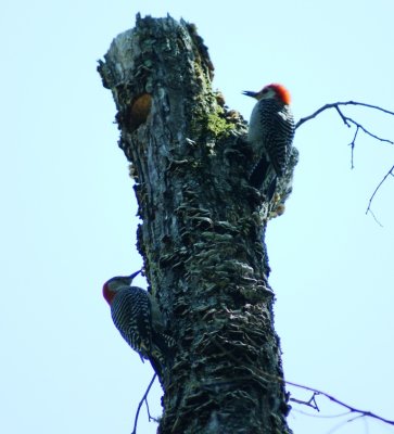 woodpeckers.jpg