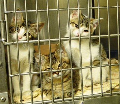 clinic kittens