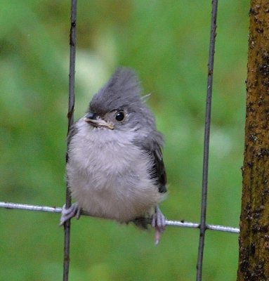 Baby Tufted Titmouse