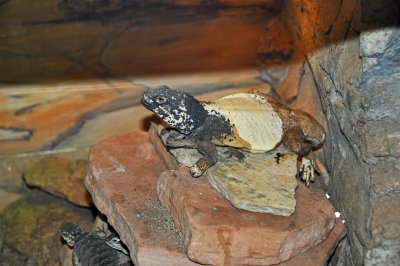 DSC_0130a.jpg