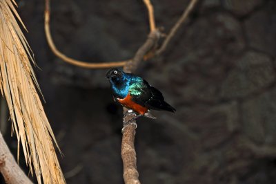 DSC_0121a.jpg