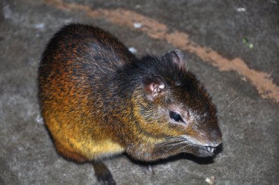 DSC_0093a.jpg